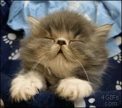 dormir,gato,gatos,felino,quedarse dormido,gatito,cachorro,salir,jueves noche,viernes ma&ntilde;ana