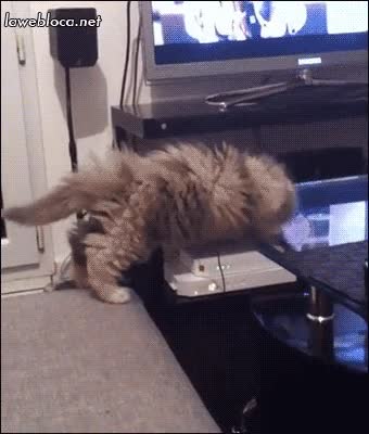La importancia de asegurar el punto de apoyo antes de dar un paso gato,inteligente,arrebatar,juguete,robar,caer,fail,mesa