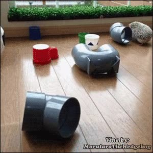 Igual un erizo no es la mascota más adecuada para un agility agility,ignorar,correr,pasar de ellos,erizo,tubos