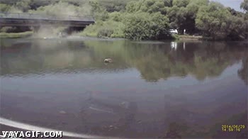 poco profundo,al rescate,puente,caer,saltar,accidente,coche