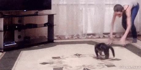 saltos,gatito,escapar,gato,saltitos,divertido,alfombra