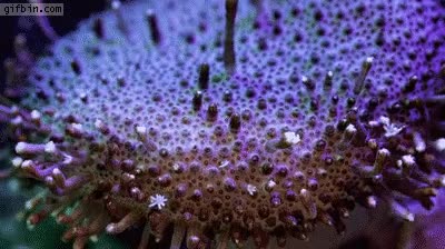 coral,florecer,animal marino