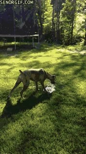 mojarse,interruptor,patas,apretar,chorro,agua