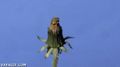 camara rapida,time-lapse,diente de leon,flor,florecer