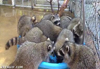 piscinas municipales,ba&ntilde;arse,mojarse,cubos,mapaches,a reventar de gente