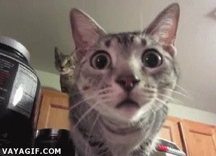 gato,mirar,mueble,fijamente,curiosidad