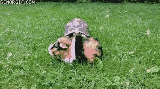 tortuga,cobaya,atacar,lentitud,velocidad,escapar,vas listo