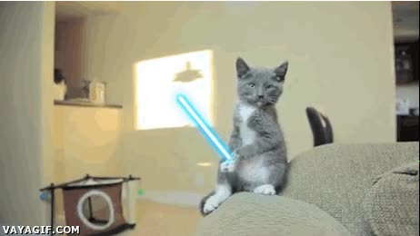 gatos,gatitos,jedis,espadas laser,combate,pelea