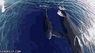 ballenas jorobadas,dron,sobrevolar,volar,oceano