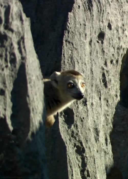 oir nombre,lemur,animal,asomar,escuchar