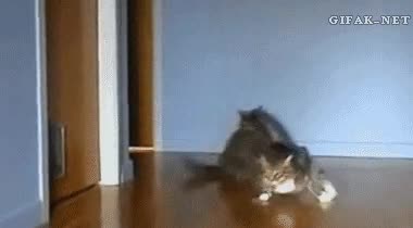 gato,correr,juntos,bonitos,carrera,formula 1,publico