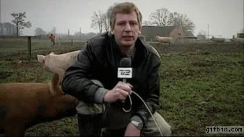 ahora nos comerán ellos,morder,comer,reportero,periodista,cerdo