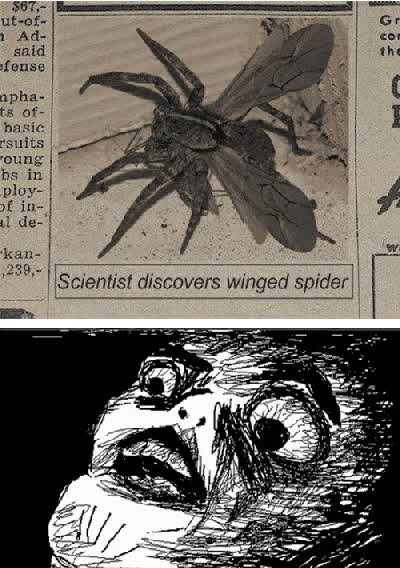 asombro,ara&ntilde;a voladora,peri&oacute;dico,alas,aracnido,raisins