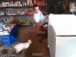 gato,felino,trampa,atrapar,refrigerador,nevera,congelador,arcon,abrir