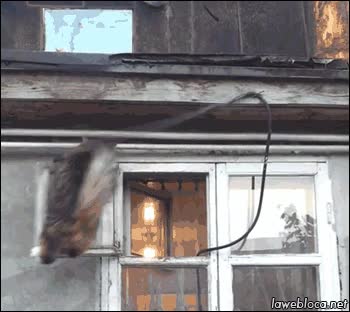 gato,felino,f&eacute;lido,equilibrio,destreza,ventana,cable,colgar