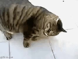 gato,comida,regordete,tumbarse