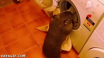 wombat,mascota,lavadora,meterse,esconderse,marsupial