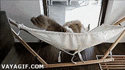 practica,comodidad,felino,descanso,hamaca,gato,aprender