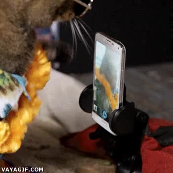 selfie,gato,foto,fotog&eacute;nico,estilo,playa