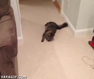 baile,gato,felino,descoordinación,caer,suelo,cuanto gato