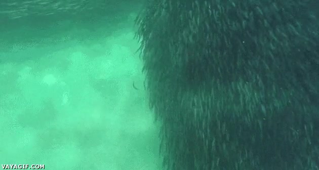 anchoas,nadar,petr&oacute;leo,ba&ntilde;o