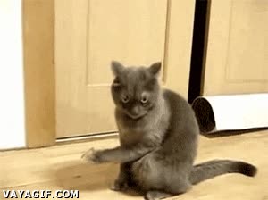 y ahora que hago,en brazos,bebe,gato,incómodo