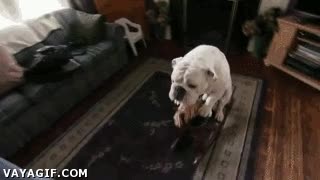 balancearse,juguete,mecedora,can,bulldog,perro