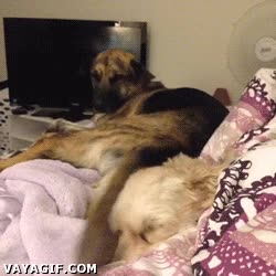 molestar,hermanos,joder,perros,perrete,cola