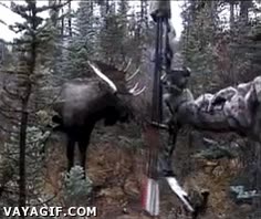 ataque,alce,moose,caza
