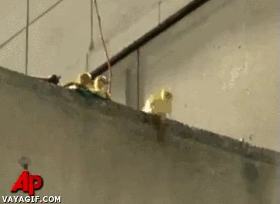 recoger,salvar,patos,patitos,salto,suicidio