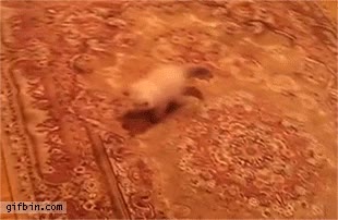 alfombra,gato,suelo,sustos,flipando