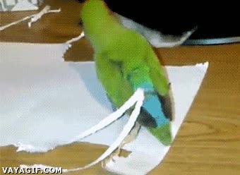 papel,cola,extensiones,perico,plumas