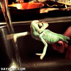 camale&oacute;n,agua,grifo,mojarse