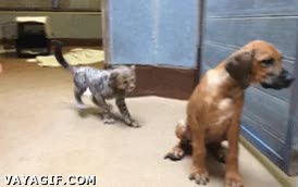 jaja,jeje,broma,perro,molestar,troleo