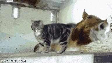 achuchones,caricias,gato,caballo