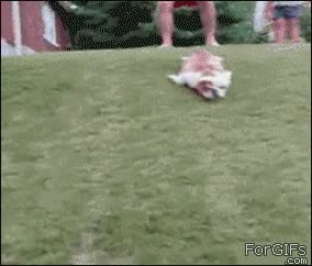 verano,perro,bulldog,caer,bajada,pereza,calor