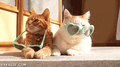 gafas,gatos,sol,playa,pasar,pibon,mirar