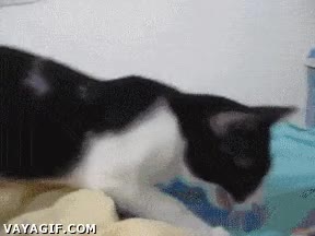 adiestrado,coge,pilla,gato,cama