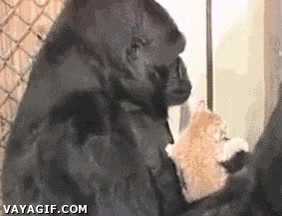 Cari&ntilde;o,Amar,Mascota,Gato,Mono,Gorila