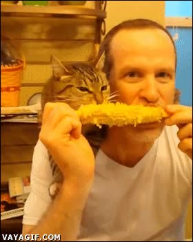 Gato,Comida,Almorzar,Comer,mazorca,Ma&iacute;z,Compartir