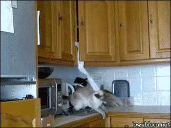 Gato,Papel,Rollo,Cocina,Robar,Higienico