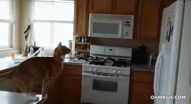 Resbalar,Gato,Saltar,Fail,Cocina,Ca&iacute;da,Tracci&oacute;n