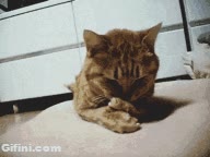 Embarazosa,Gato,Triste,Sentimiento,Vergüenza