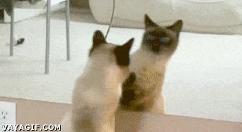 Ver,Mover,Espejo,Clon,Gato,Reflejo,Fliparlo