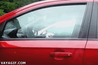 Alarma,Vigilancia,Cuidar,Perro,Coche,Perfectamente seguro,Perrito