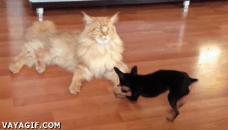 Gato,Perro,Aburrido,Jugar,Vago,Amigos,Ignorar