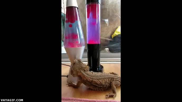 lagarto barbudo,lampara de lava,un poco torpe,burbuja