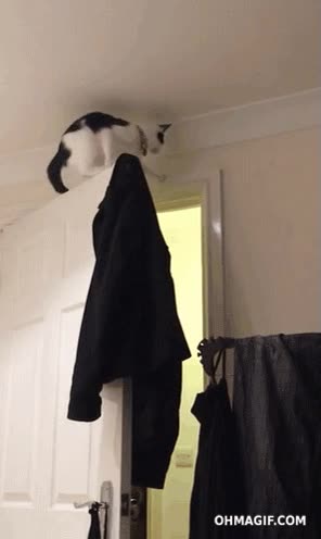Creo que el gato no ha tenido en cuenta que la puerta se podía mover al suelo,marco,puerta,caer,gato,fail,error