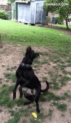 Ese momento en que te das cuenta que tu propio perro no sirve ni para coger la pelotita perro,saltar,torpe,fail,pelota,caer,al suelo