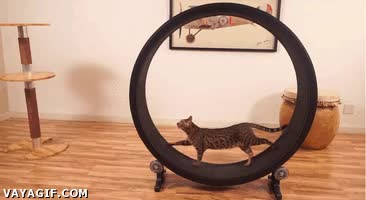 Caminar,Correr,Infinitivo,Rueda de hamster,Brujer&iacute;a,Gato